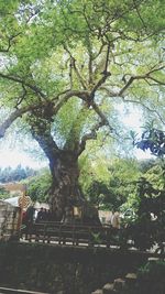 Trees growing in cemetery