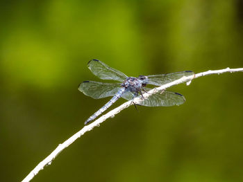 Close-up of dragonfly on plant