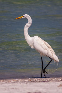 View of bird on beach