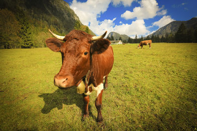 Cows on field