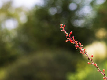 Close-up of red flowering plant