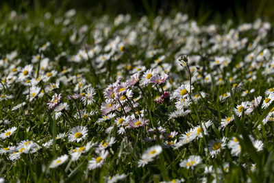 Close-up of white flowering plants on field