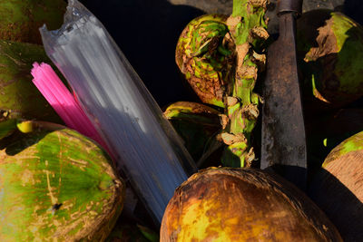 High angle view of plants in wood. green coconut background