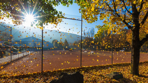 View of autumn trees by plants