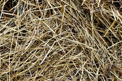 Full frame shot of dry plants