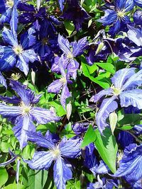 Close-up of purple flowers