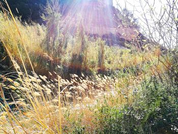 Plants growing on land