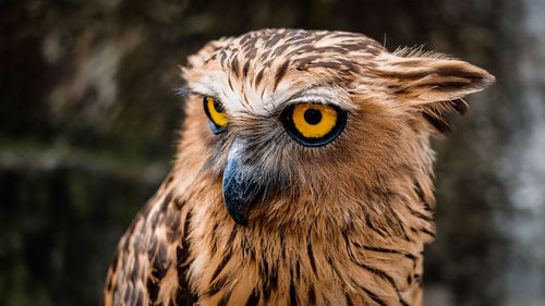 Close-up portrait of owl