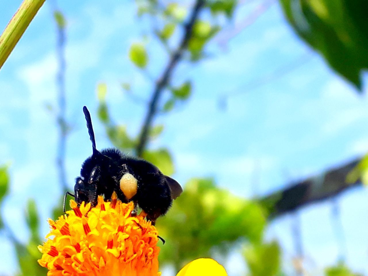 CLOSE-UP OF HONEY BEE POLLINATING ON FLOWER