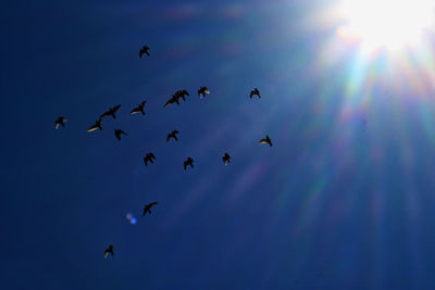 Low angle view of birds flying in sky