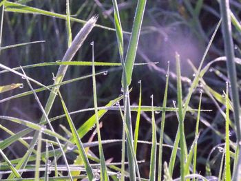 Close-up of plant