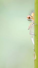 Close-up of insect on plant