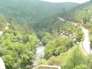 High angle view of river amidst trees in forest