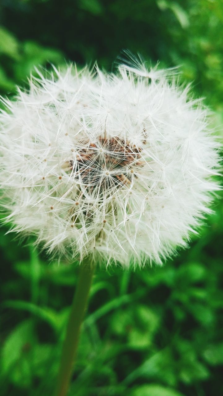 flower, fragility, nature, beauty in nature, dandelion, growth, plant, outdoors, flower head, freshness, softness, no people, dandelion seed, close-up, day, green color, wildflower, seed