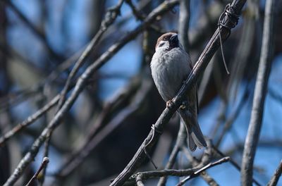 Close-up of bird perching on branch