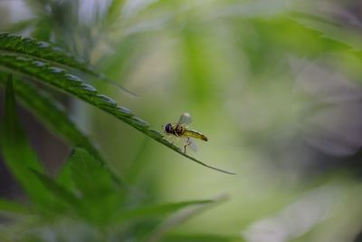 Close-up of insect on plant