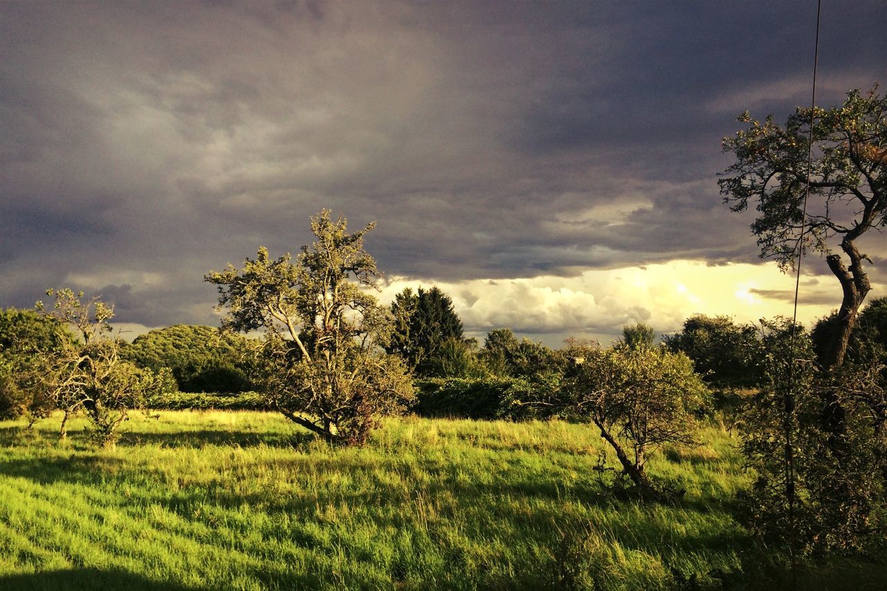 sky, cloud - sky, tree, cloudy, field, tranquility, tranquil scene, growth, beauty in nature, landscape, nature, scenics, grass, green color, cloud, rural scene, overcast, plant, idyllic, outdoors