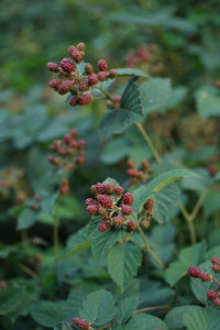 Close-up of red berries on plant