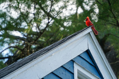 Red cardinal on rooftop