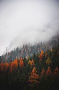 Trees in forest against sky during autumn