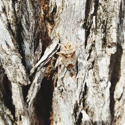 Close-up of tree trunk