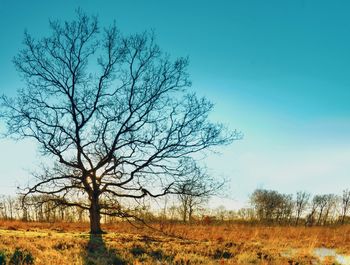 Bare tree on landscape against sky