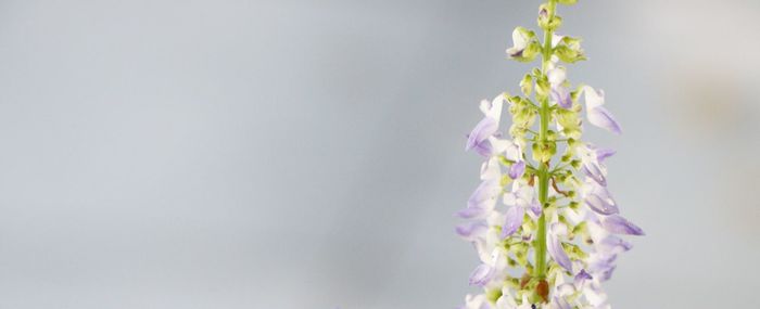 Close-up of purple flowers against white background