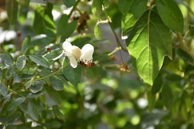 Close-up of white flowering plant