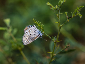 Close-up of butterfly on leaf