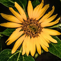 Close-up of black-eyed sunflower