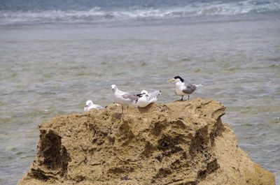 Seagulls on beach