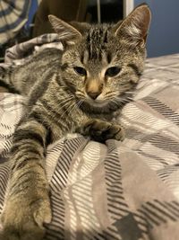 Close-up portrait of a cat