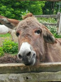 Close-up portrait of goat