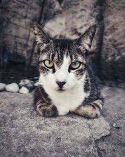 Close-up portrait of tabby cat
