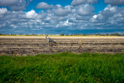 View of bird on field against sky