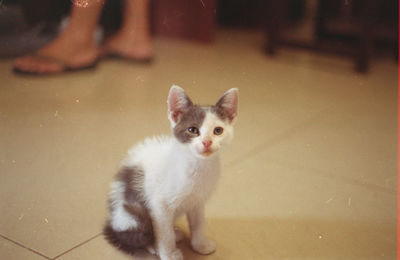 Portrait of kitten sitting on floor