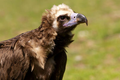 Close-up of eagle