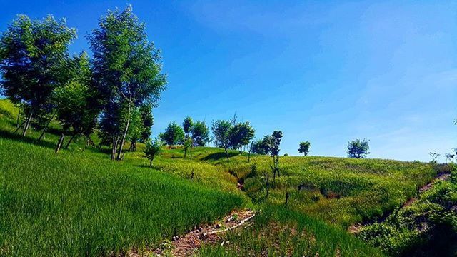 tree, blue, grass, clear sky, field, tranquility, growth, tranquil scene, landscape, copy space, green color, nature, grassy, beauty in nature, scenics, sky, sunlight, green, day, plant