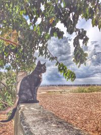 Cat sitting on tree trunk