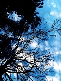 Low angle view of tree against sky