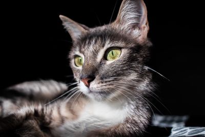 Close-up portrait of cat against black background