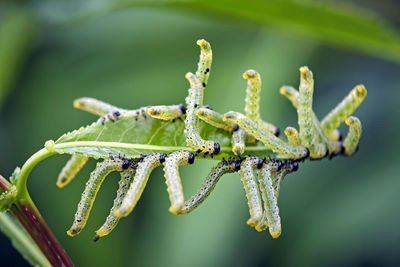 Close-up of insect on plant