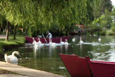 Swan floating on a lake