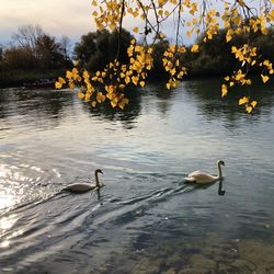 Swans swimming in lake