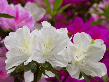 Close-up of pink flowers