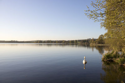 Swan swimming on lake against clear sky