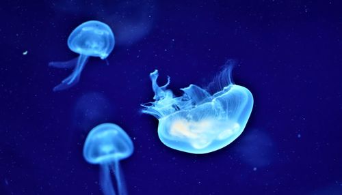 Jellyfish in sea