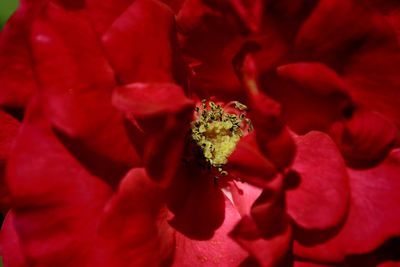 Close-up of red flowering plant