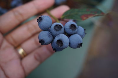 Close-up of hand holding fruit