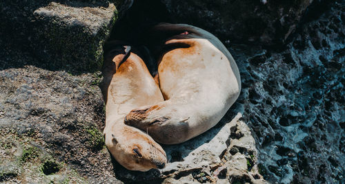 High angle view of crab on rock